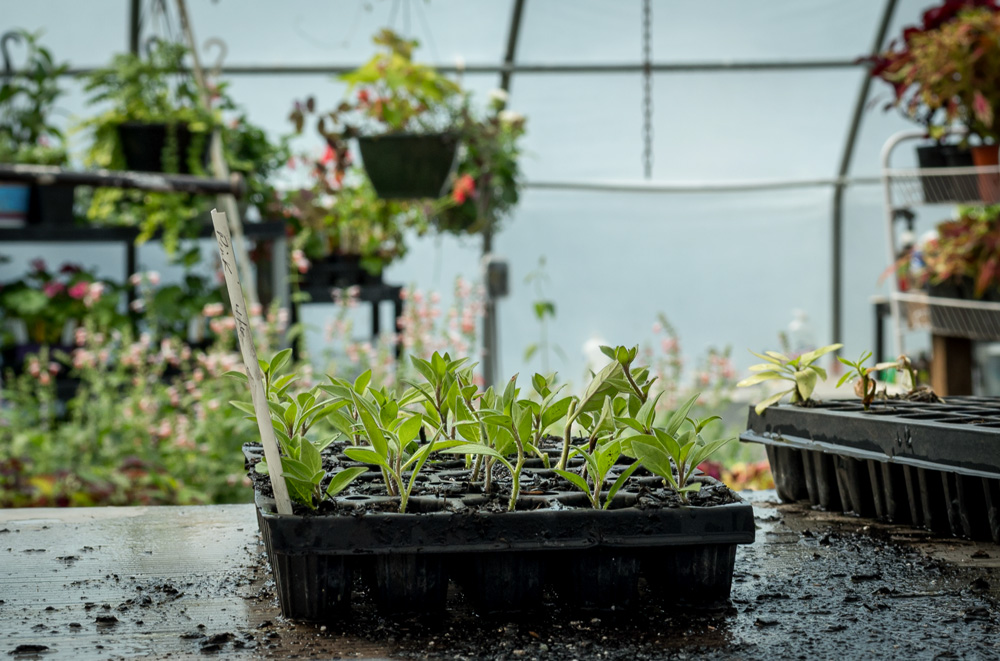 Green seedlings in a seeding tray inside a greenhouse.