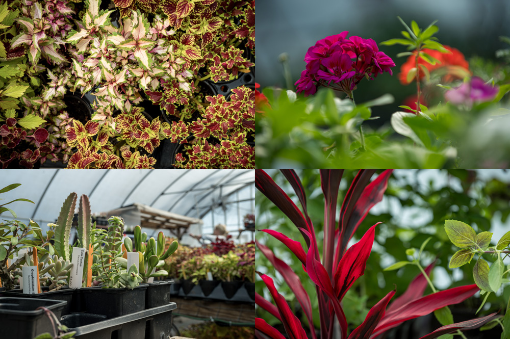 Image 1 shows various shades of coleus with colorful patterned leaves. Image 2 shows pink geraniums with clusters of blooms and green leaves. Image 3 shows assorted succulents with thick fleshy leaves in plant trays. Image 4 shows a plant with deep red leaves among green plants.