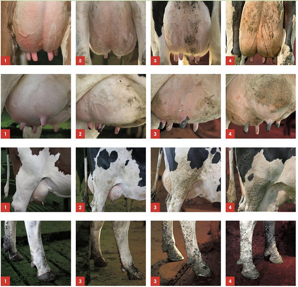 Composite image of four rows of four photos. The first two rows show the front and side views of udders. The udders labeled 1 are clean, and the following 2 to 4 udders get progressively dirtier. The third row shows the side view of the rump and hip, with photo 1 being clean and photos 2 to 4 getting progressively dirtier. The last row shows the same clean-to-dirty progression on cows’ lower legs and feet.