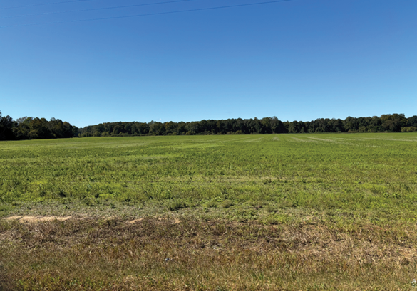 A harvested soybean field with low green plants under a clear blue sky.