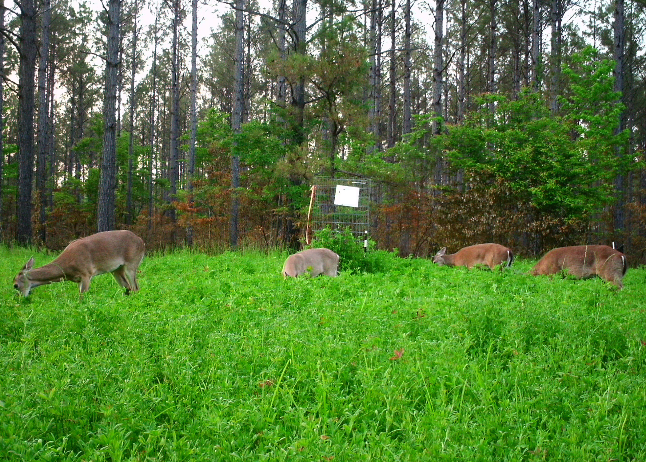 Wildlife food plots grow in popularity | Mississippi State University ...