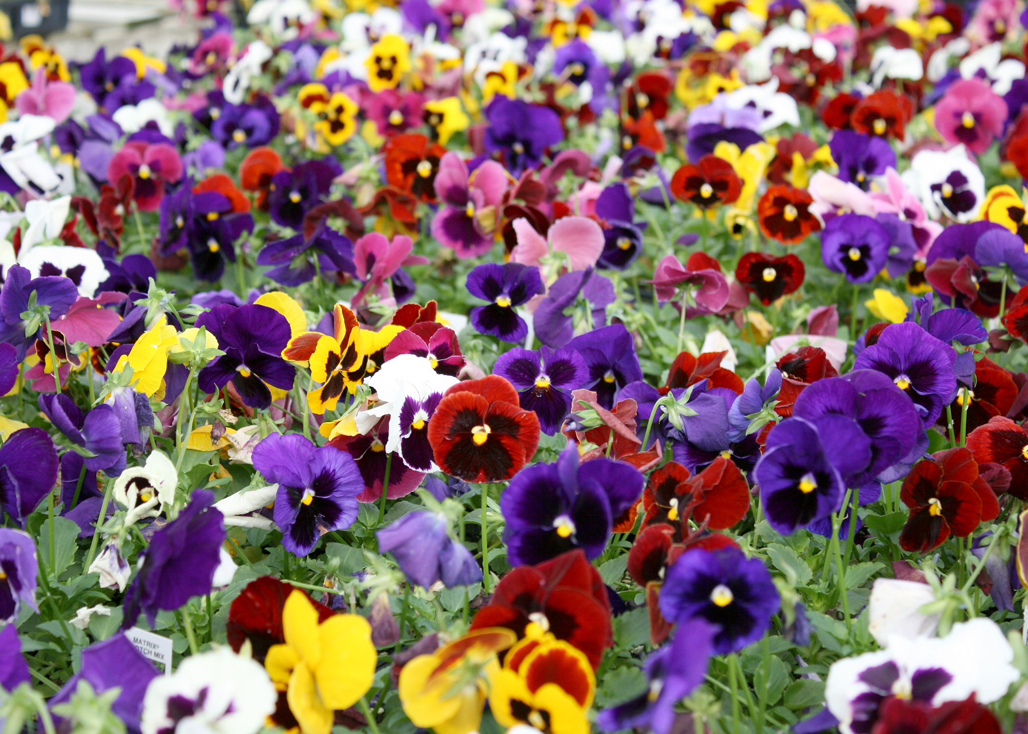 Plant Matrix pansie early to enjoy colorful blooms throughout winter