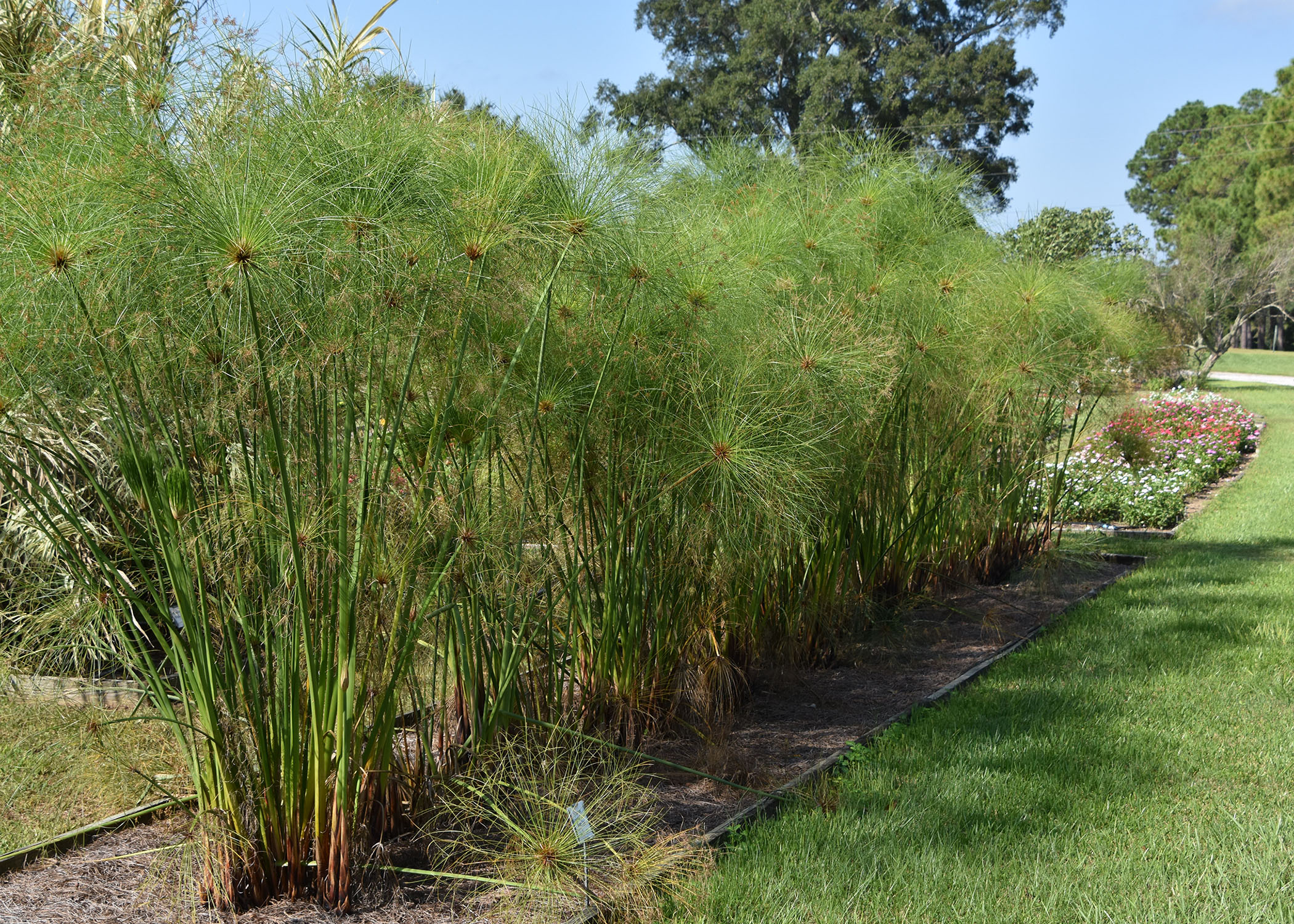 king tut papyrus as a houseplant