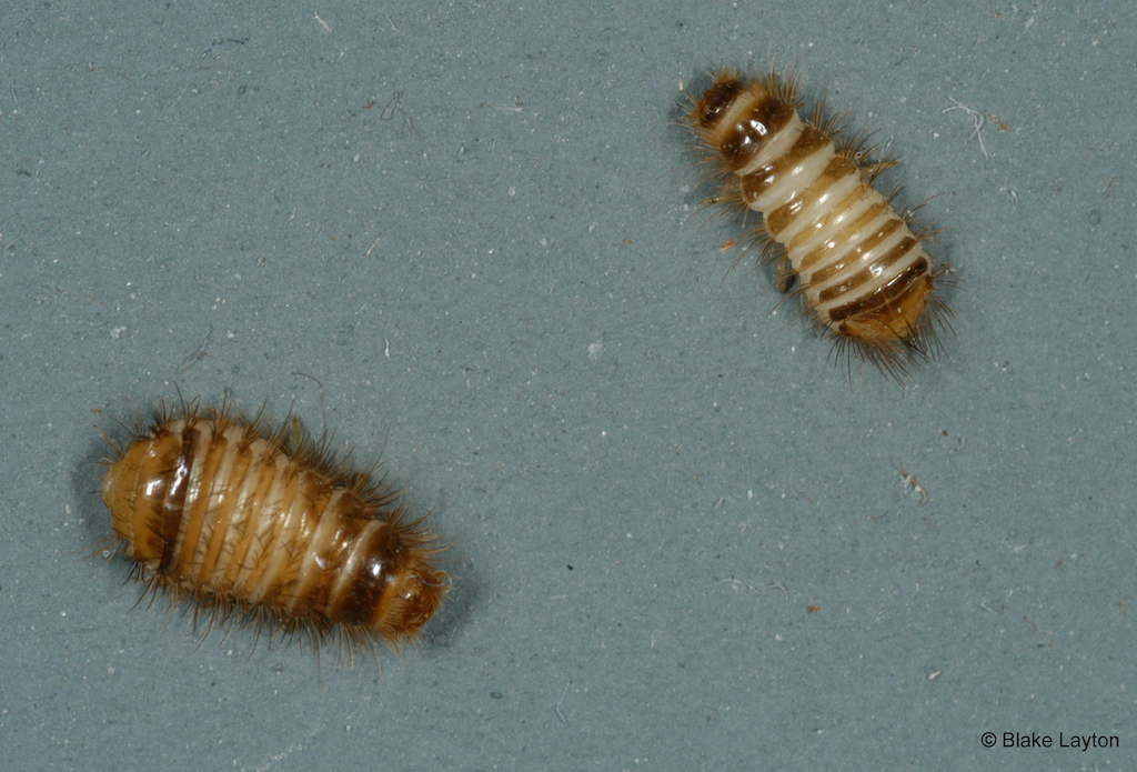 Warehouse Beetle Larvae