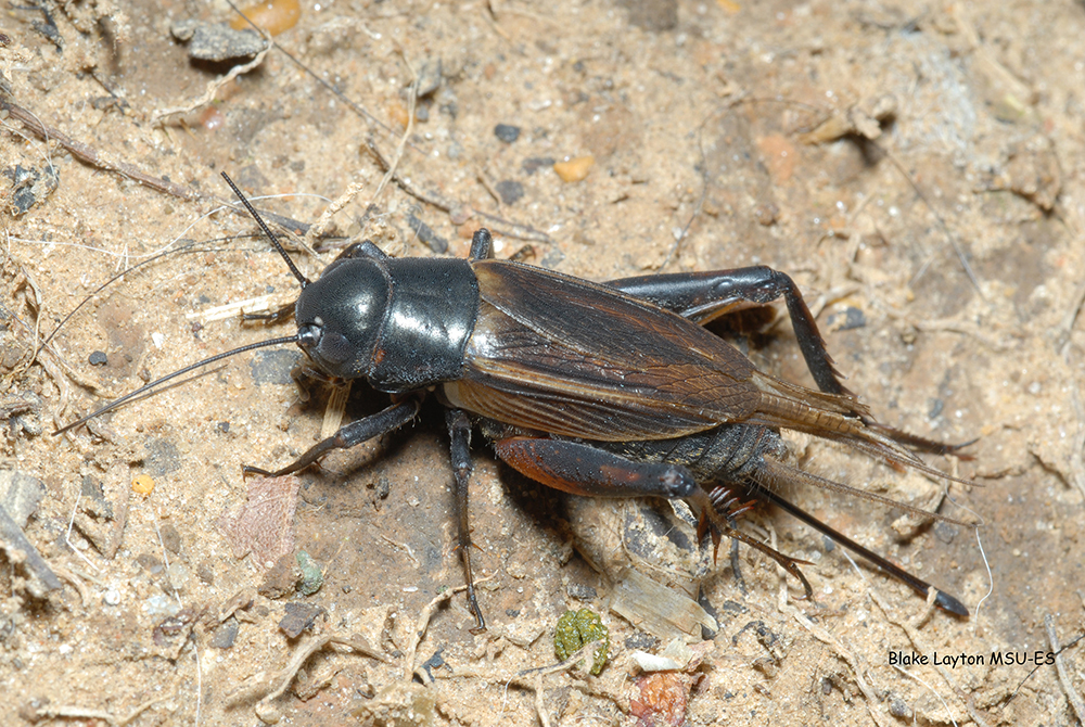 Black Cricket Insect