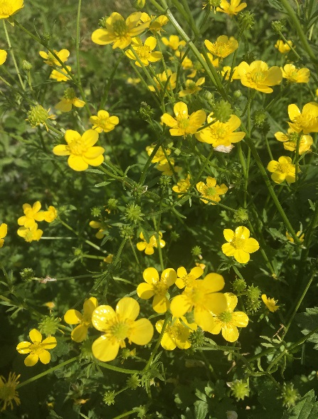 yellow flowers with green foliage.