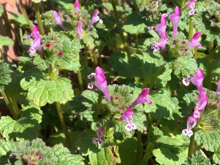 green foliage with purple flowers.