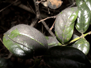 Green leaves with a black, fuzzy substance covering them.