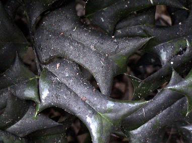 Leaves with a black, powdery coating covering most of their surfaces.