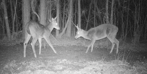 Two deer in a black and white photo. 