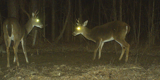 Two deer with antlers visible. 