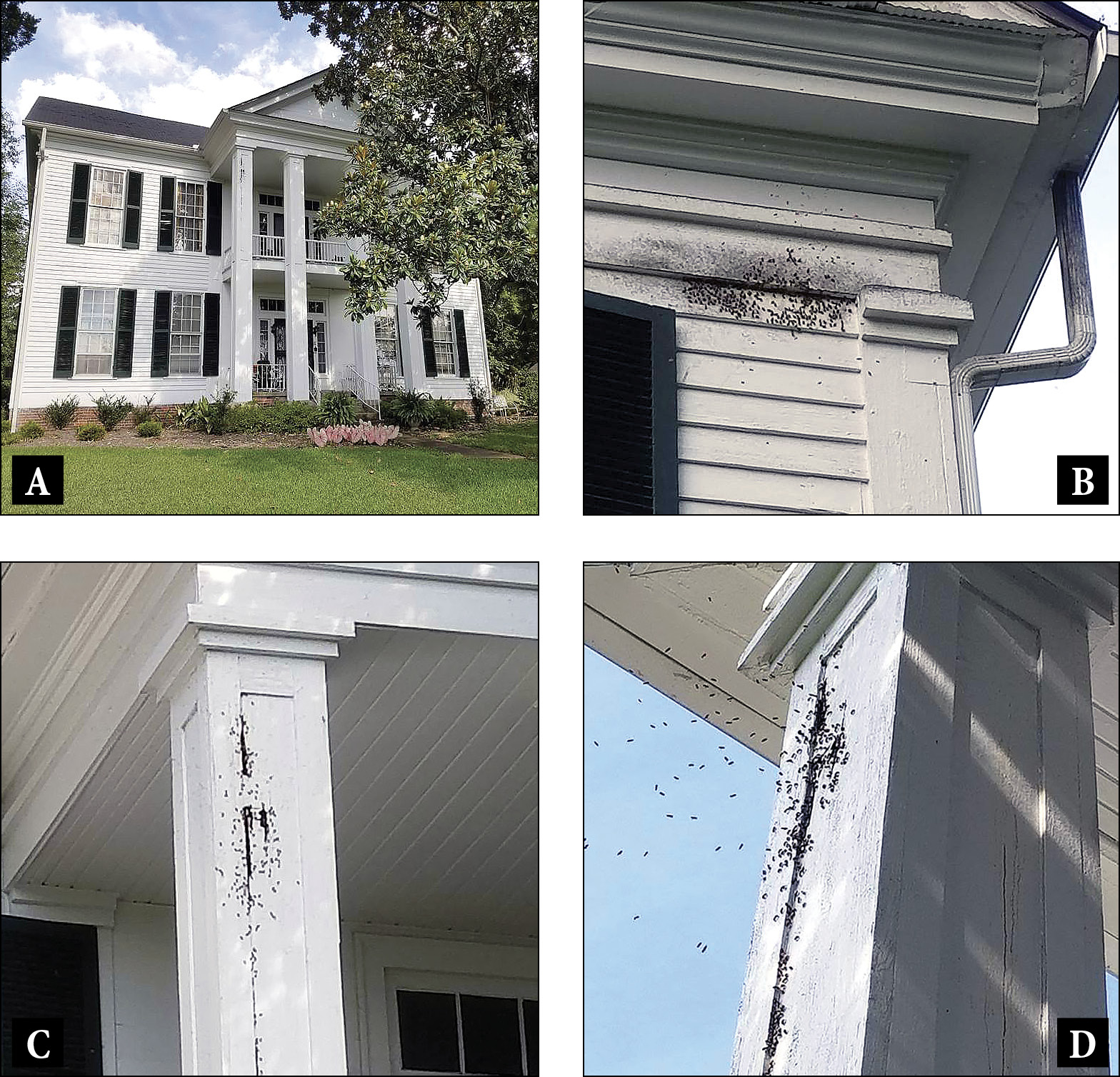 5A. A large old house. 5B. Black discoloration on the side of a house. 5C and 5D. Bees swarming around a porch column.