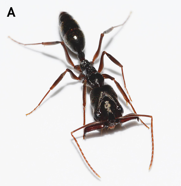 Photo A: Close-up of a two-spined trap-jaw ant, highlighting the mandibles.