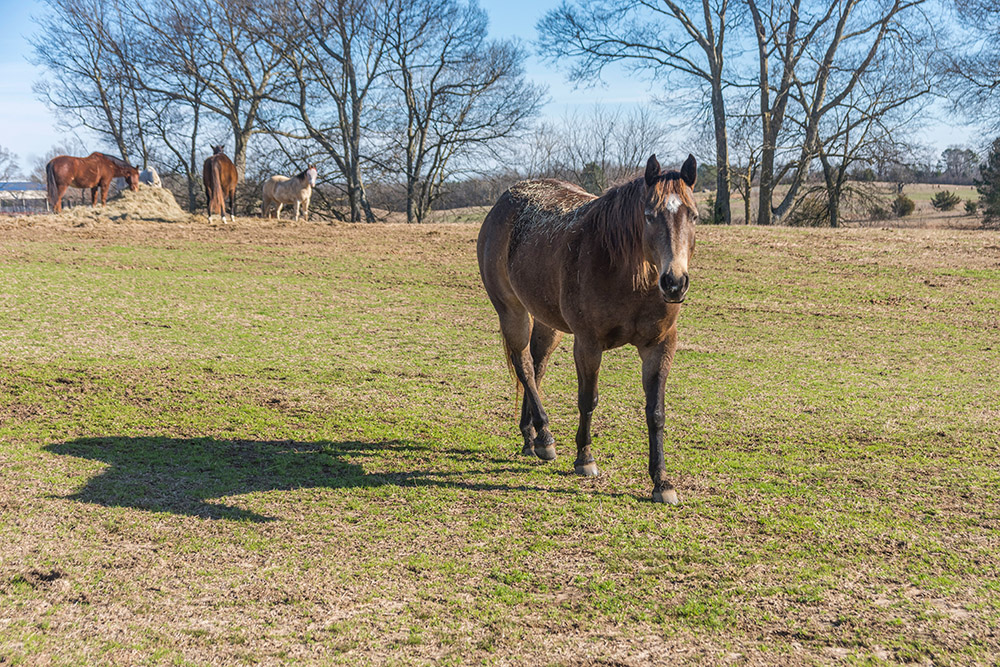 A brown horse with a white star on the forehead standing on a pasture with three other horses eating hay in the background.