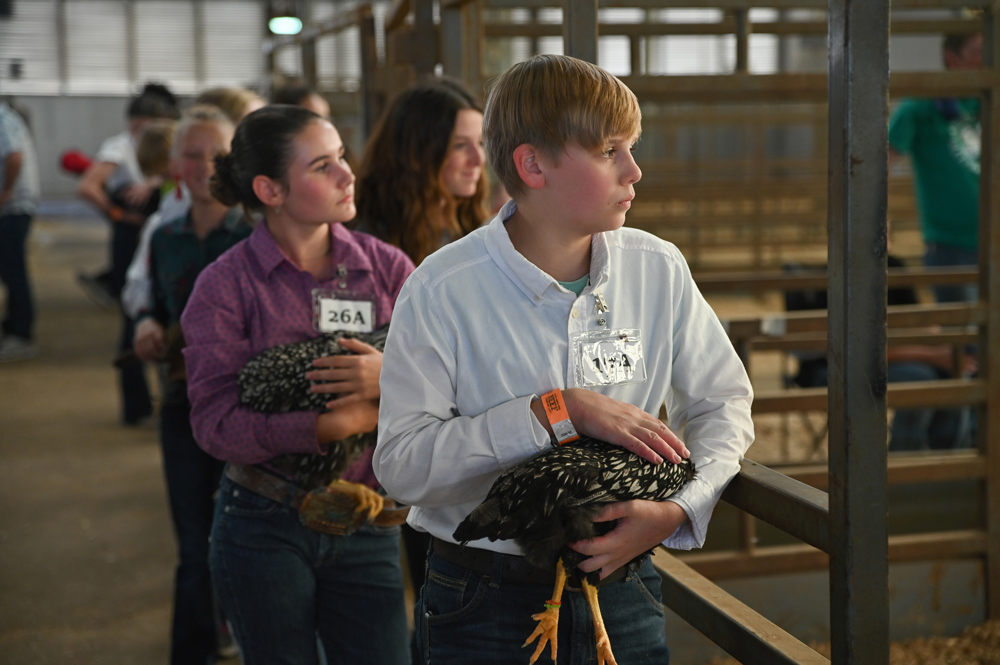 A young child holds a chicken.