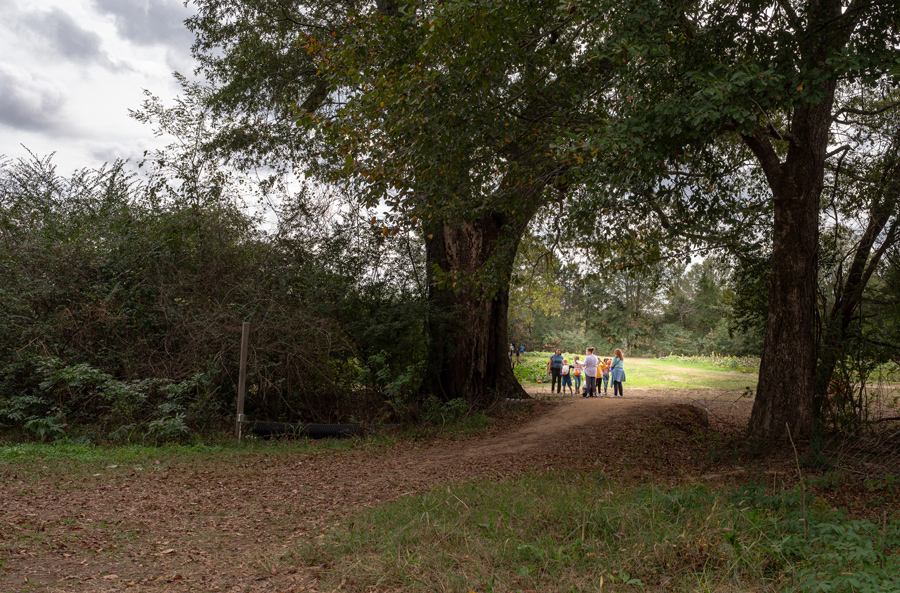 A group of children and adults walking past oak trees and into a farm.