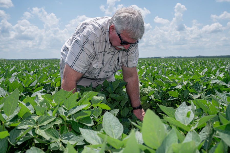 A person touches soybeans in the field.