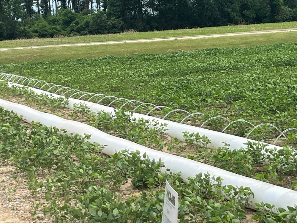 Arcs of water pour into furrows of soybeans.