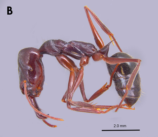 Photo B: Close-up of a two-spined trap-jaw ant in profile to highlight the single, pointed node.
