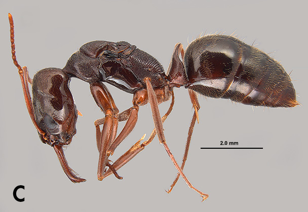 Photo C: Close-up side view of a female two-spined trap-jaw ant. 