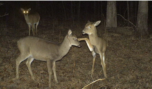 Two fawns at play are photographed by a game camera. 