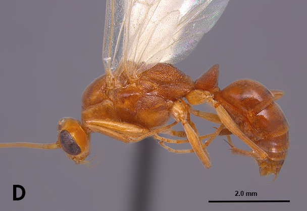 Photo D: Close-up side view of a male two-spined trap-jaw ant.