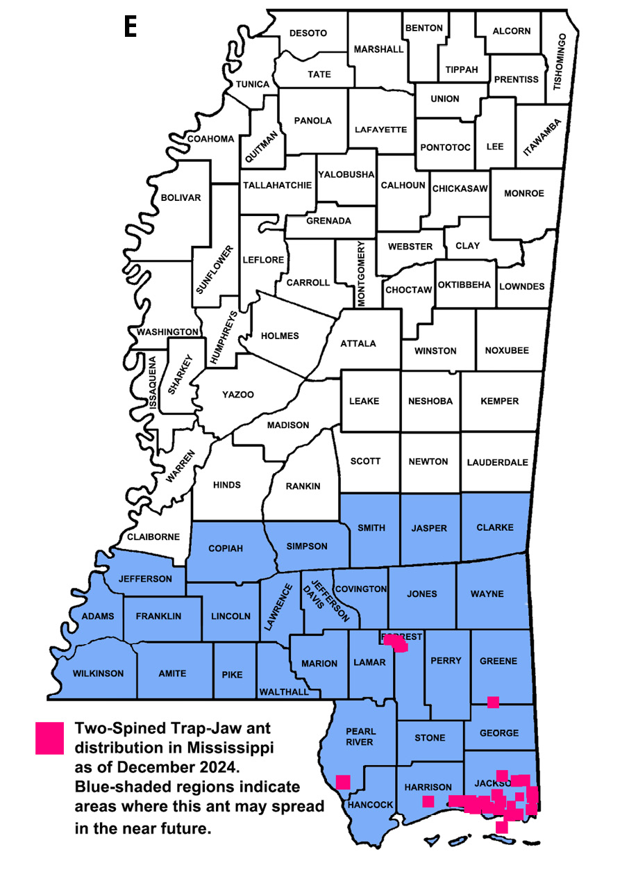 Photo E: Two-spined trap-jaw ant distribution by county as of December 2024. Established (in at least part of the county): Forrest, George, Green, Harrison, Jackson, and Pearl River. Shading indicates that the ant may spread throughout the southern third of the state in the near future.