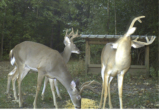 Three deer eat from a pile of food on the ground. 