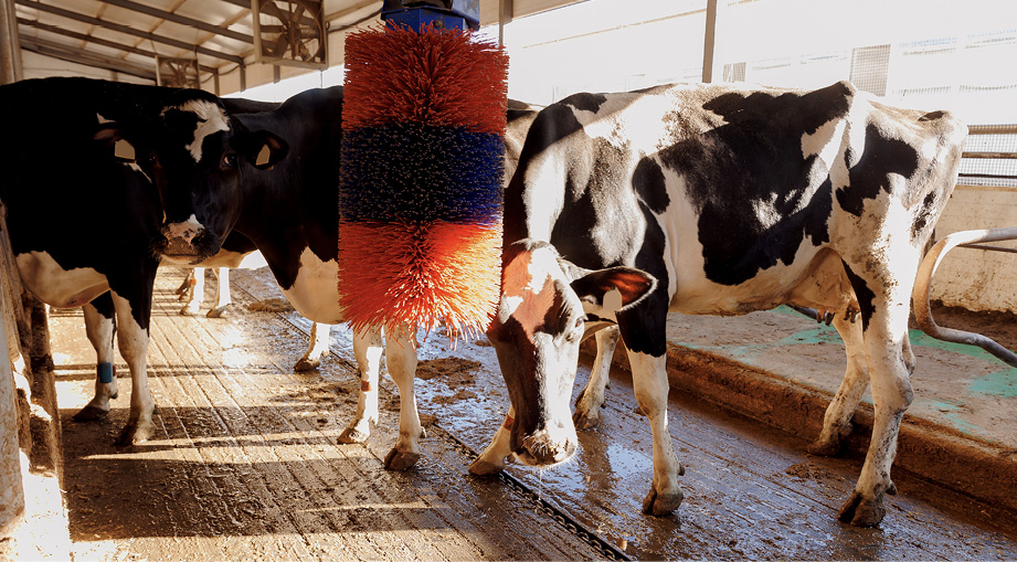 Cows stand in a free stall farm. One cow scratches its head on brush.