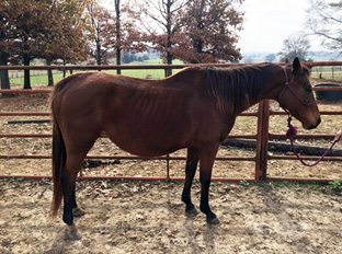 The horse is emaciated. The spinous processes (backbone), ribs, tailhead, and hooks and pins all project prominently. The bone structures of the withers, shoulders, and neck are easily noticeable, and no fat can be felt anywhere.