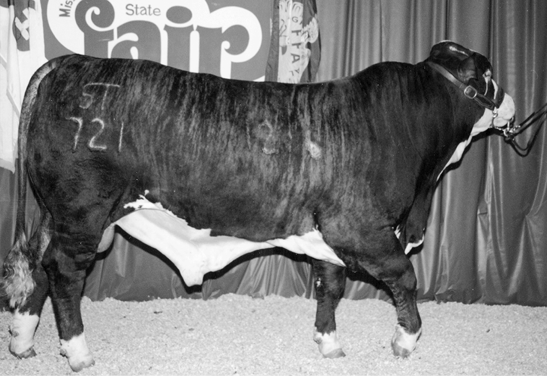 Beefmaster cow. Large and fatty, with mostly dark colored fur.