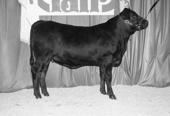 Brangus cow. Medium sized and dark in color.