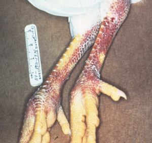 Discolored chicken feet.