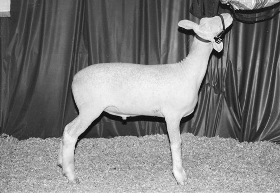 Dorset sheep. Medium sized with white wool.