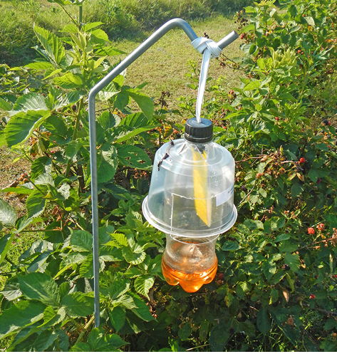  A trap made from a plastic soda bottle and a plastic bowl hanging from a metal stake in a patch of bushes. 