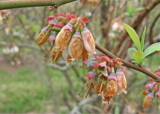  A stem with two bunches of drooping flowers with brown, shriveled areas. 