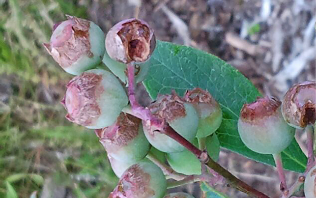  A bunch of green blueberries with brown, dried blossom ends. 