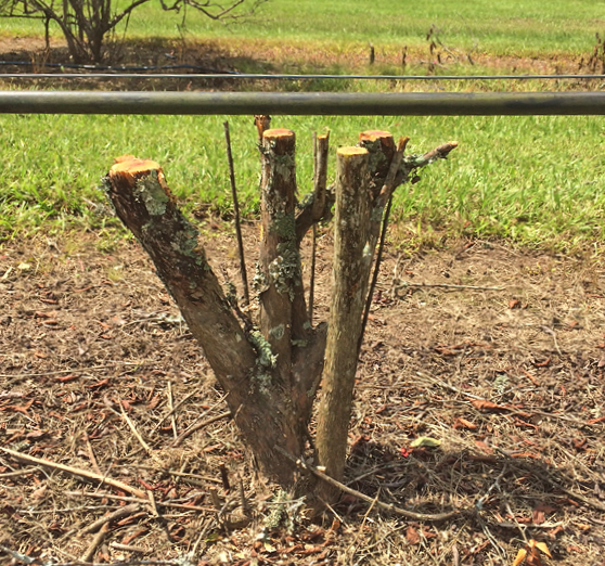  A blueberry bush that has been cut down to three bare stems. 