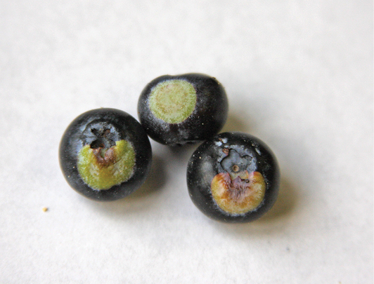  Three dark blue berries, each with a single, large, green spot. 