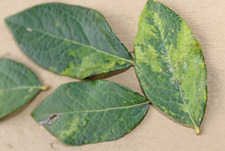  Four green leaves with varying amounts of yellowing. 