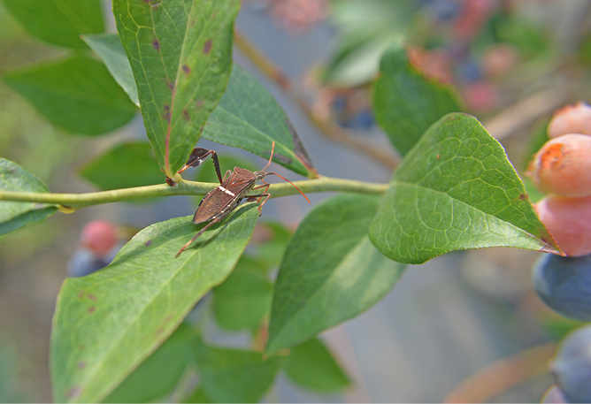  Close-up of a shield-shaped insect on a green stem with leaves. 