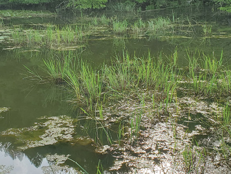 A pond with tall grass and some underwater mats.