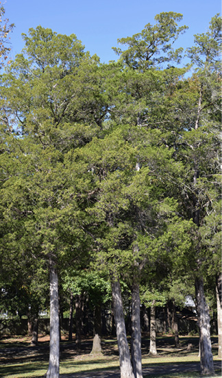 Four trees with green foliage in the foreground, and many more trees in the background.