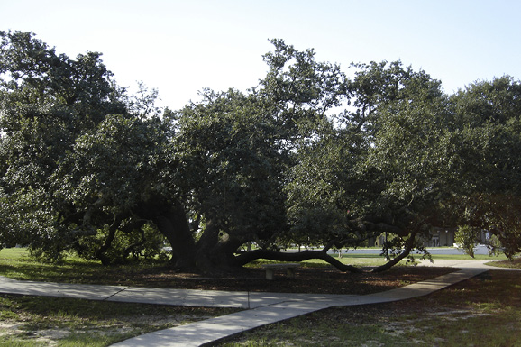 A very large, sprawling tree with bottom branches that touch the ground and dark green foliage.