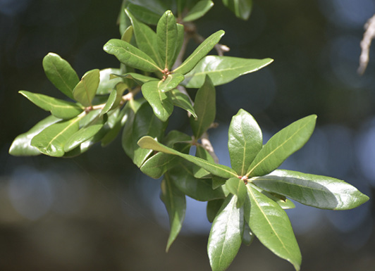 Close-up of several bunches of shiny, green leaves.