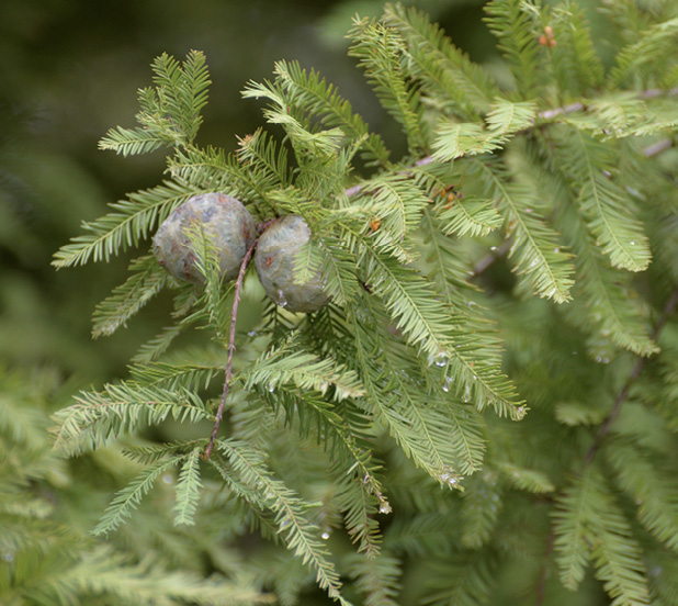 Close-up of needle-like leaves and two round, woody cones.