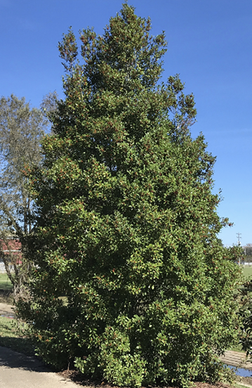 A large pyramid-shaped tree with green foliage.