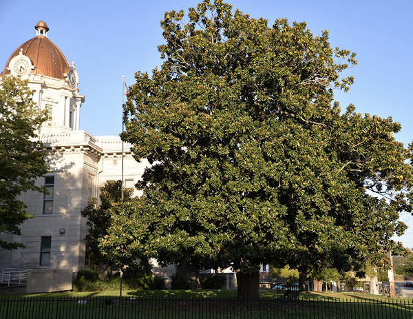 A large tree in front of an old building.