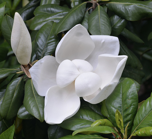 Close-up of a white flower and a white bud on bunches of shiny, green leaves.