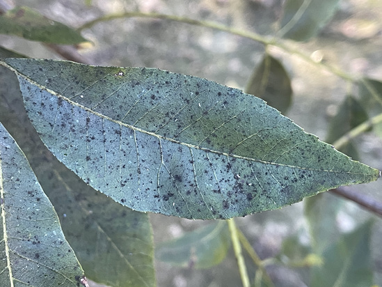 Pecan leaves with tiny, black spots.